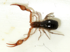 Neobisium