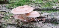 Armillaria