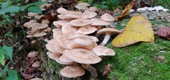 Armillaria