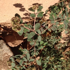 Euphorbia berteroana