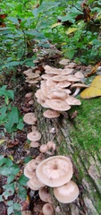 Armillaria