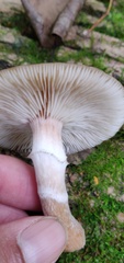Armillaria