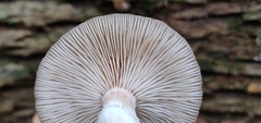 Armillaria