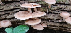 Armillaria