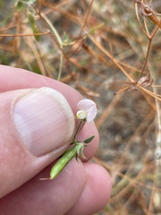 Acmispon americanus