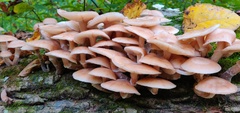 Armillaria