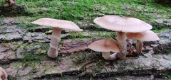 Armillaria