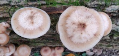 Armillaria