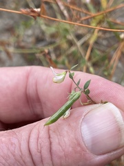 Acmispon americanus