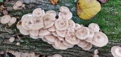 Armillaria