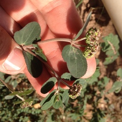 Euphorbia berteroana
