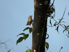 Microspingus cabanisi