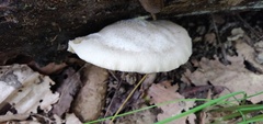 Crepidotus applanatus