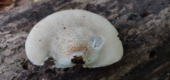 Crepidotus applanatus