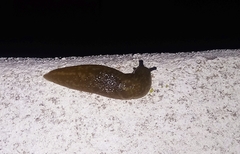 Limacus
