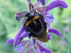 Bombus