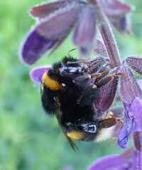 Bombus