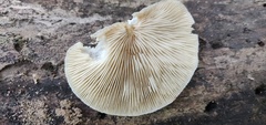 Crepidotus applanatus