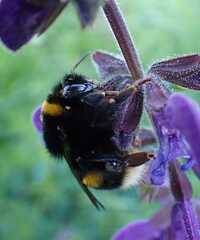 Bombus