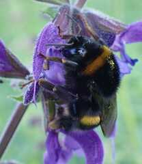 Bombus