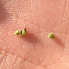 Euphorbia berteroana