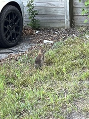 Sylvilagus floridanus