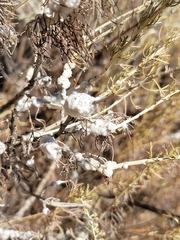 Rhopalomyia floccosa