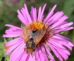 Phasia aurigera