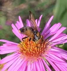 Phasia aurigera