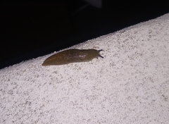 Limacus