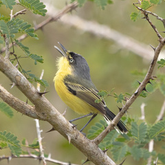 Todirostrum cinereum