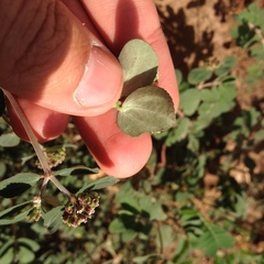 Euphorbia berteroana