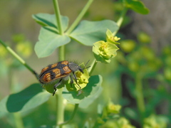 Astylus trifasciatus