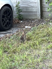 Sylvilagus floridanus