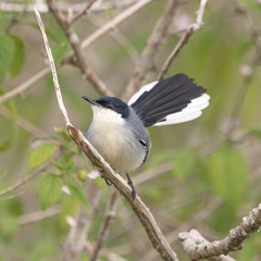 Polioptila plumbea
