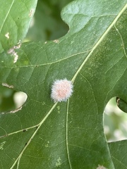 Druon quercusflocci