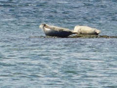 Phoca vitulina vitulina