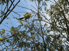 Camptostoma obsoletum