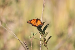 Danaus erippus