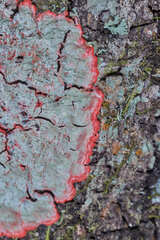 Herpothallon rubrocinctum