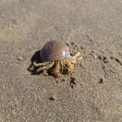 Isocheles wurdemanni