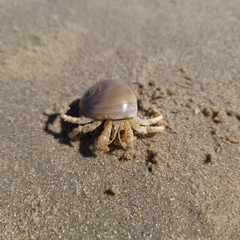 Isocheles wurdemanni