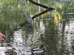 Ardea herodias