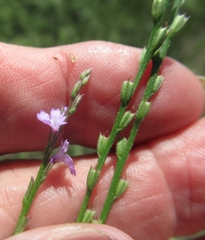 Verbena halei