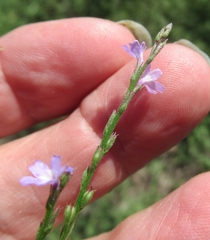 Verbena halei