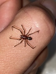 Araneomorphae