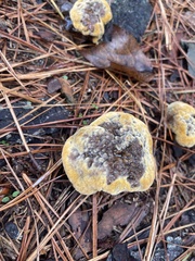 Phaeolus