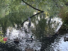 Ardea herodias
