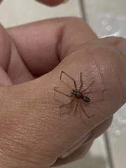 Araneomorphae