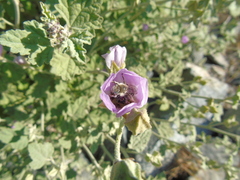 Diadasia